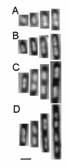 FIG. 5