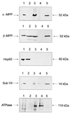FIG. 6