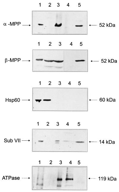 FIG. 6