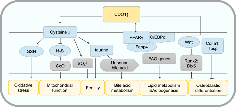 Fig. 4