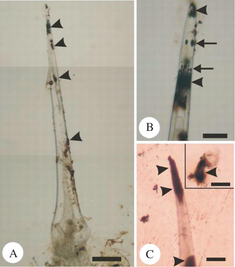 Fig. 6.