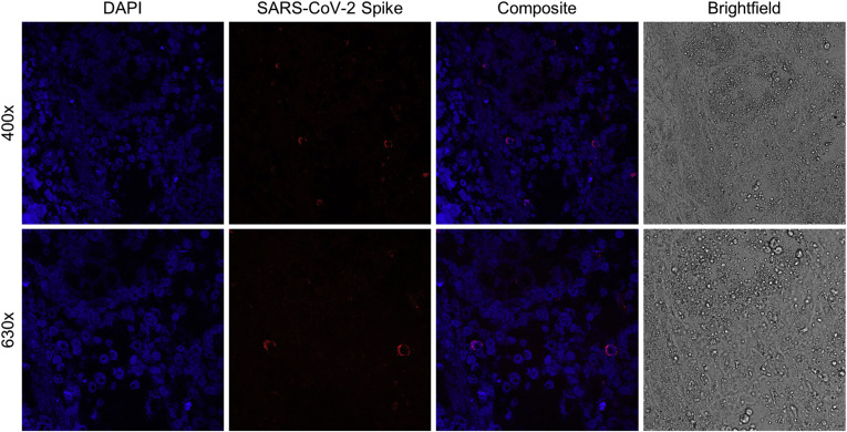 Figure 4