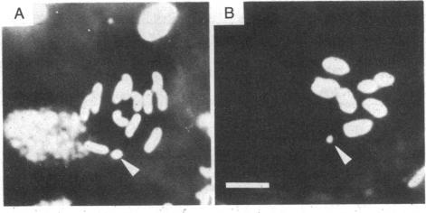 graphic file with name pnas00615-0241-a.jpg