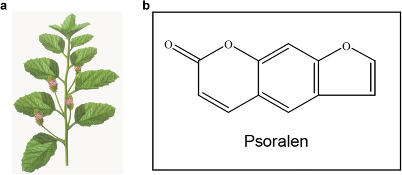 Fig. 1