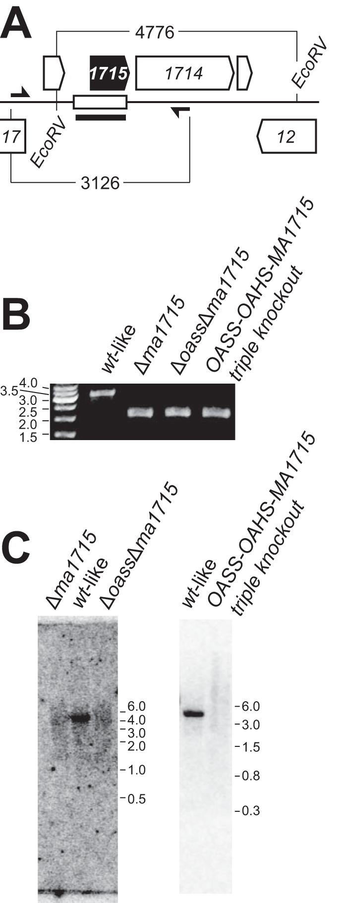 FIG 2