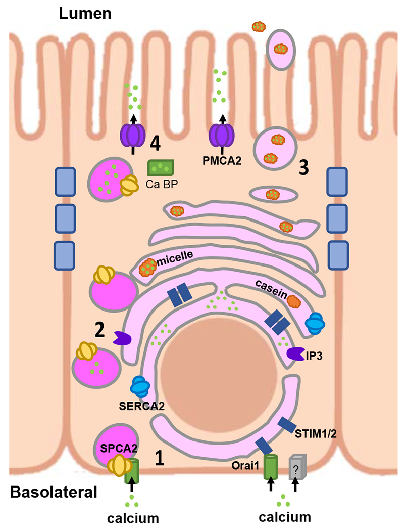 Figure 2.