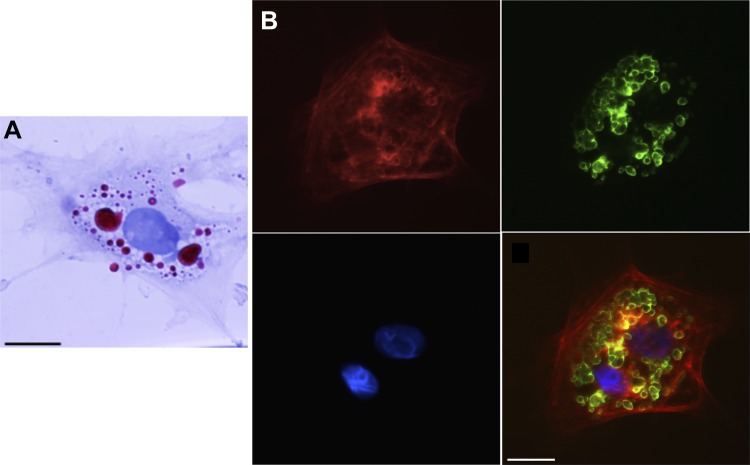 Fig. 4.