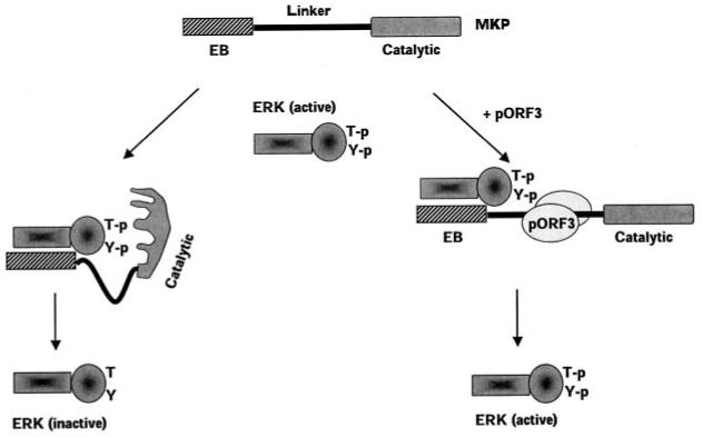 Fig. 12