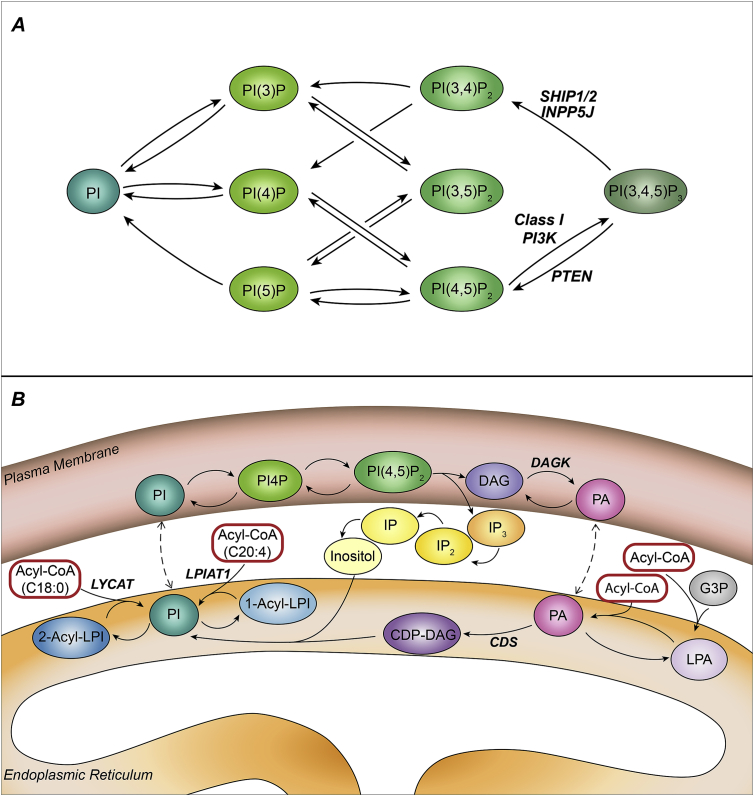 Fig. 2