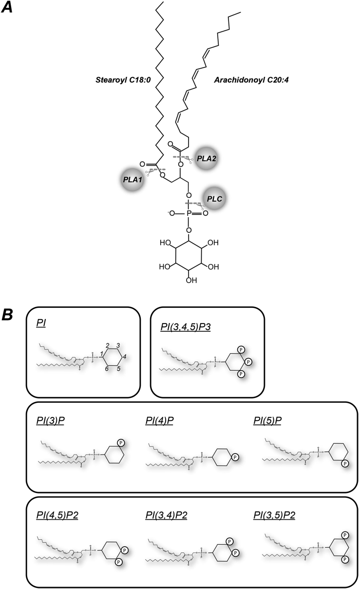 Fig. 1