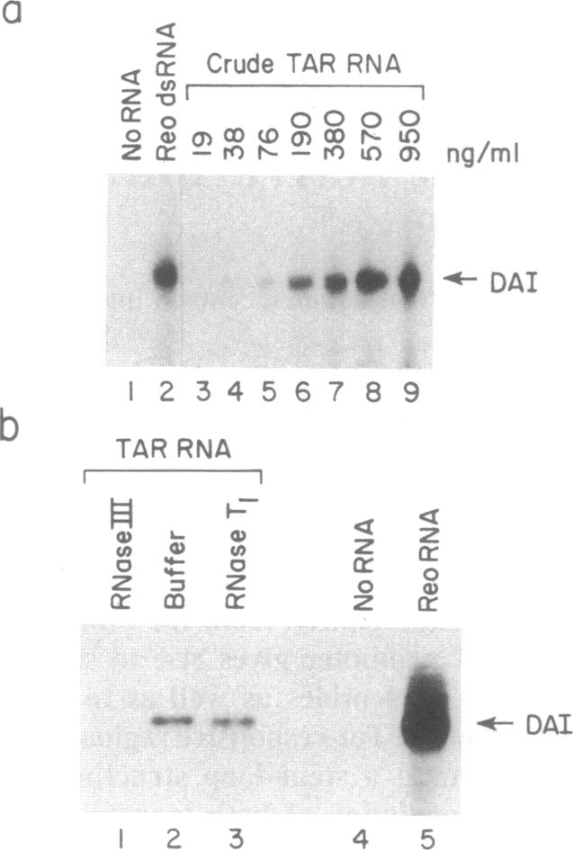 graphic file with name pnas01047-0011-a.jpg