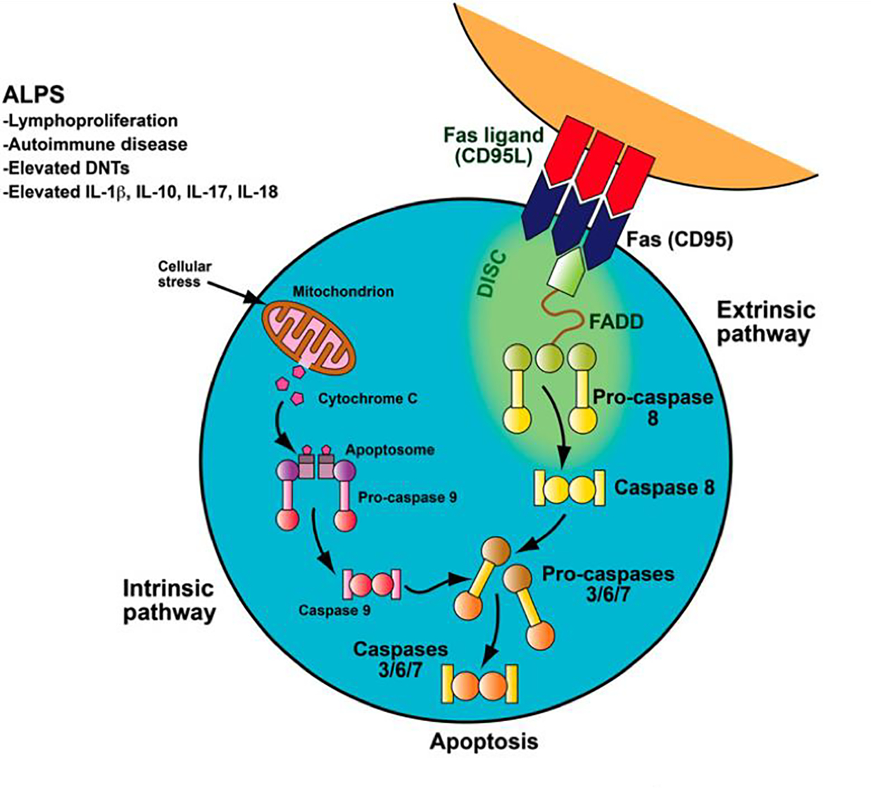 Figure 1: