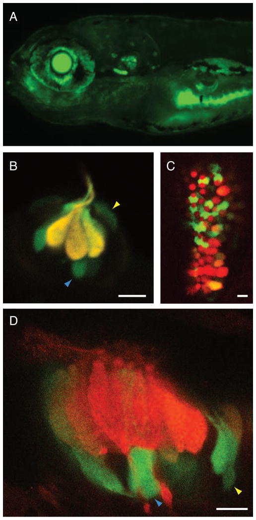 Figure 4