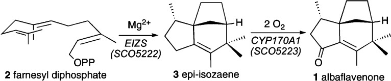 Figure 51