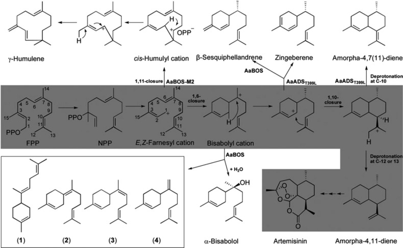 Figure 48