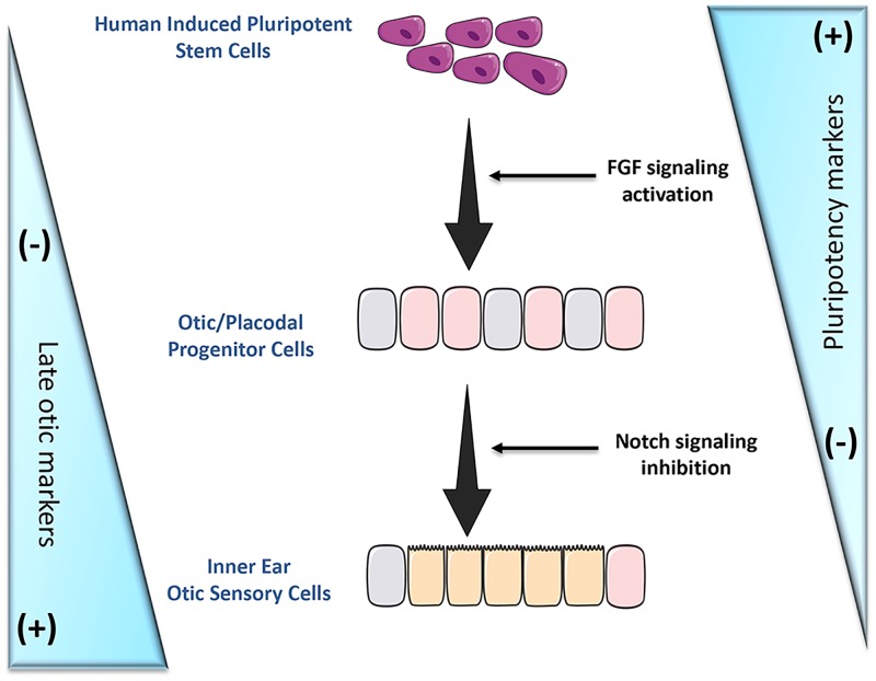 Fig 8