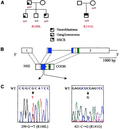 Figure  1