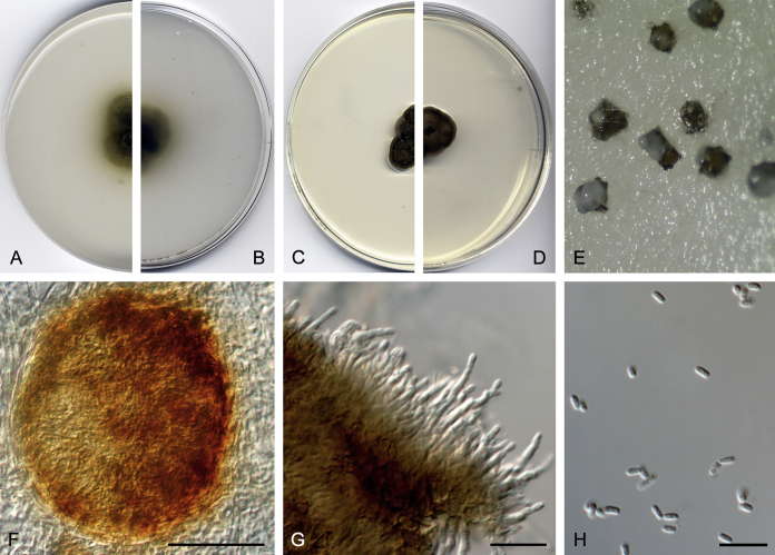 Fig. 25