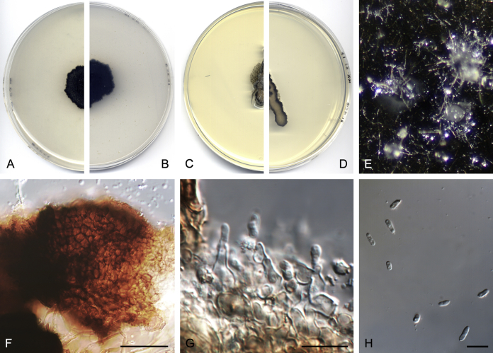 Fig. 13