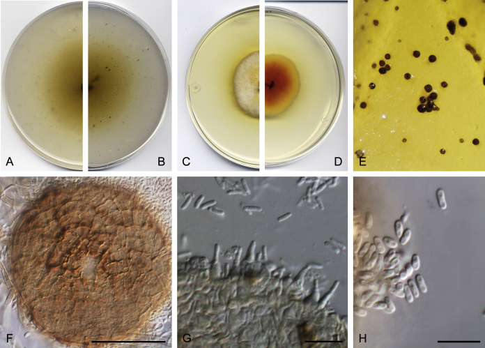 Fig. 27