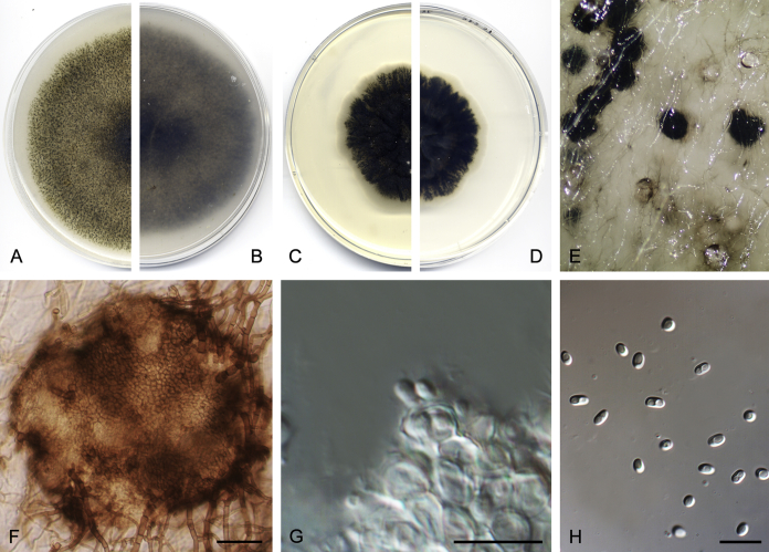 Fig. 10