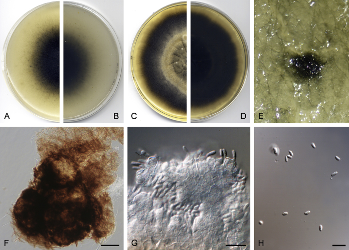 Fig. 16