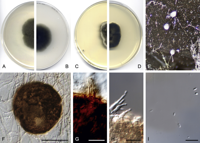 Fig. 23