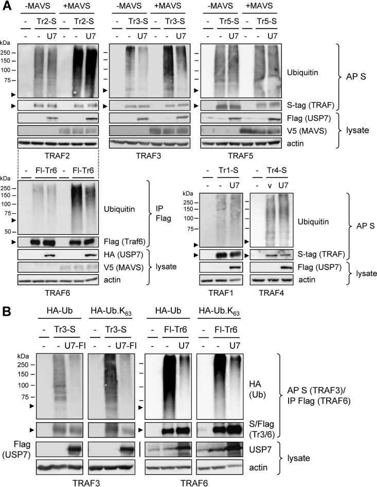 FIG 5