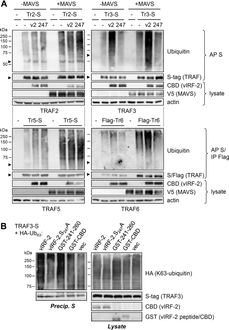 FIG 7