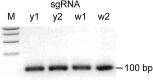 Figure S1
