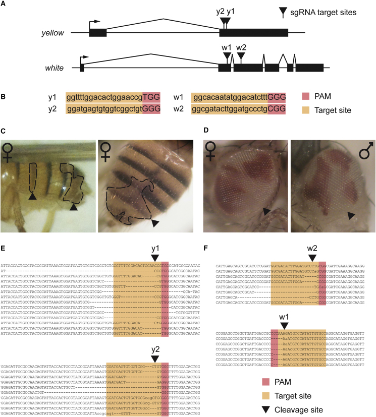 Figure 2