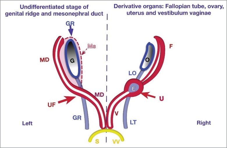 FIGURE 1.