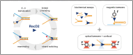 Graphical Abstract