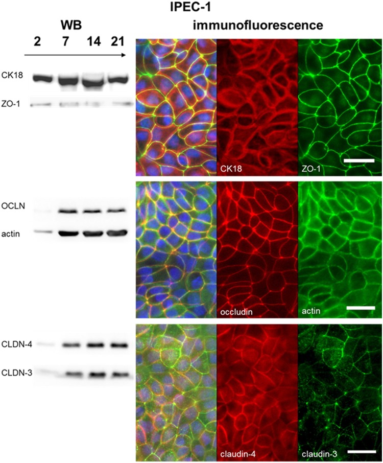 Fig 4