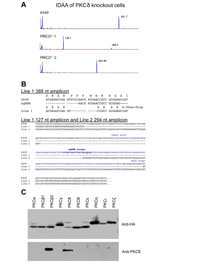 Figure 5—figure supplement 1.