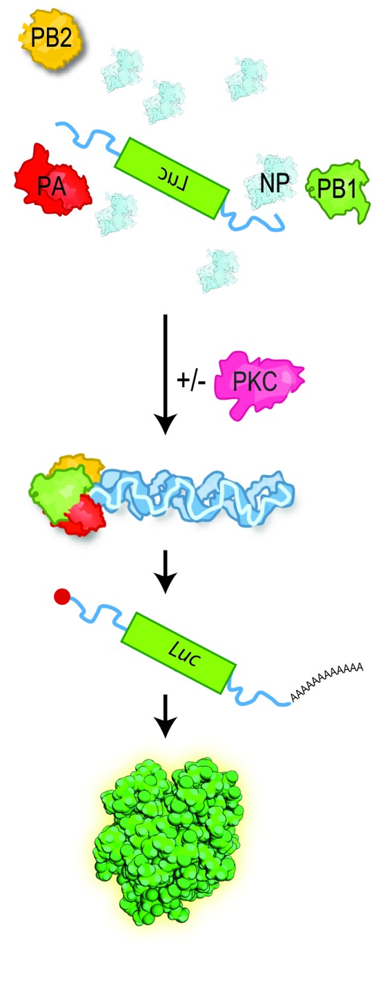 Figure 1—figure supplement 1.