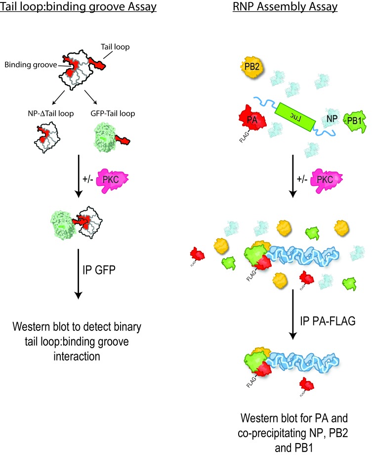 Figure 3—figure supplement 2.