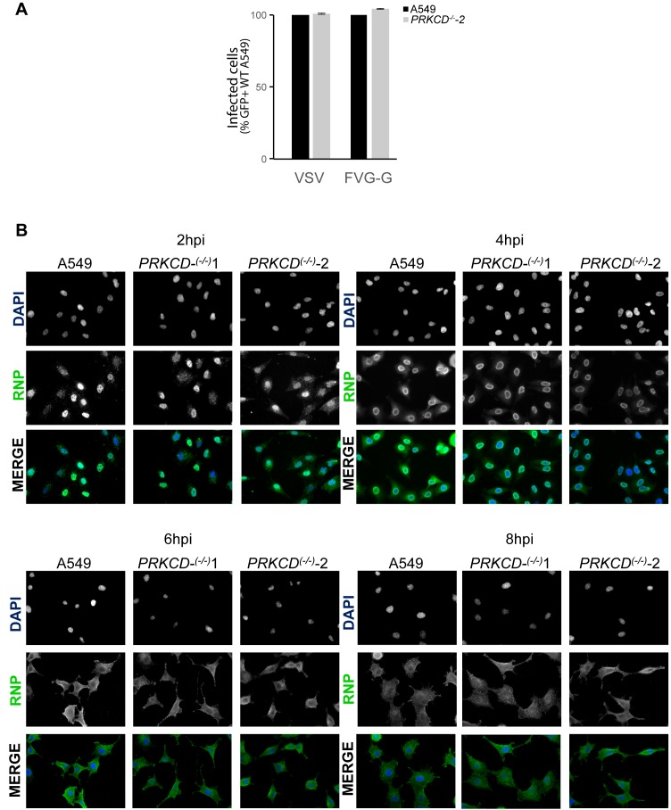 Figure 5—figure supplement 2.