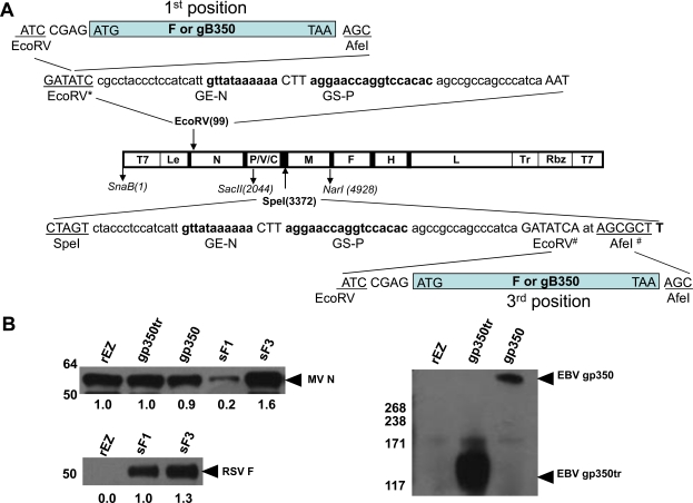 Fig. (1)