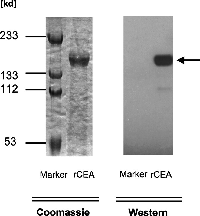 Fig. 5