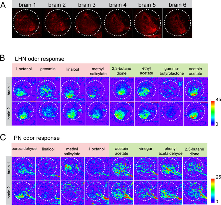 Figure 2—figure supplement 1.