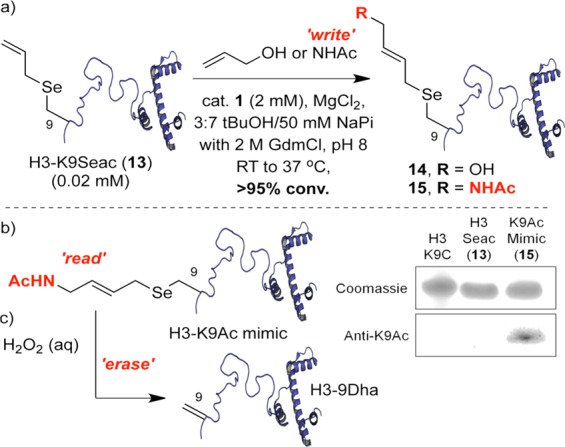 Scheme 6