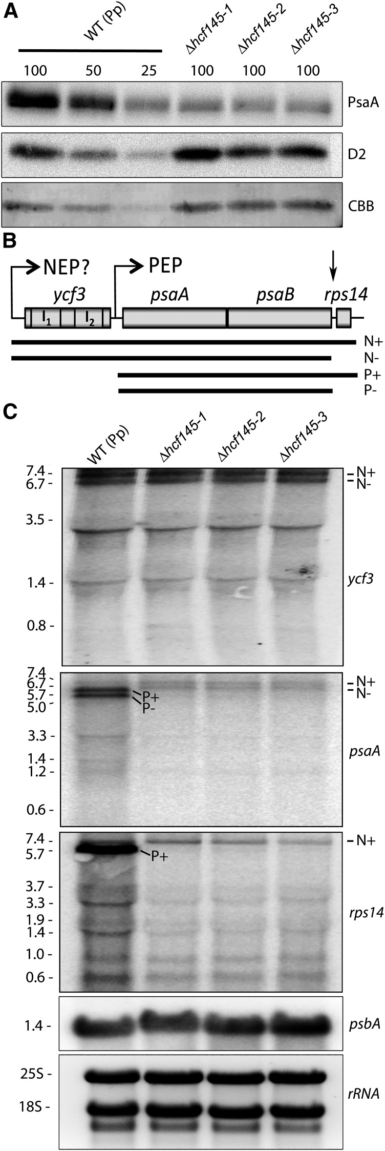 Figure 5.