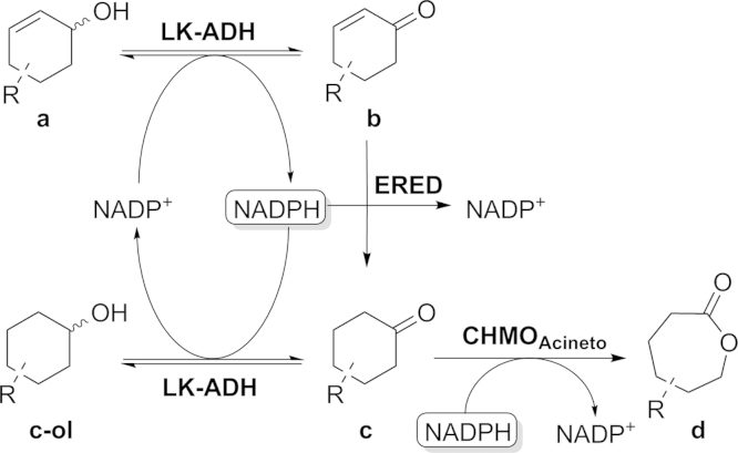 Scheme 3