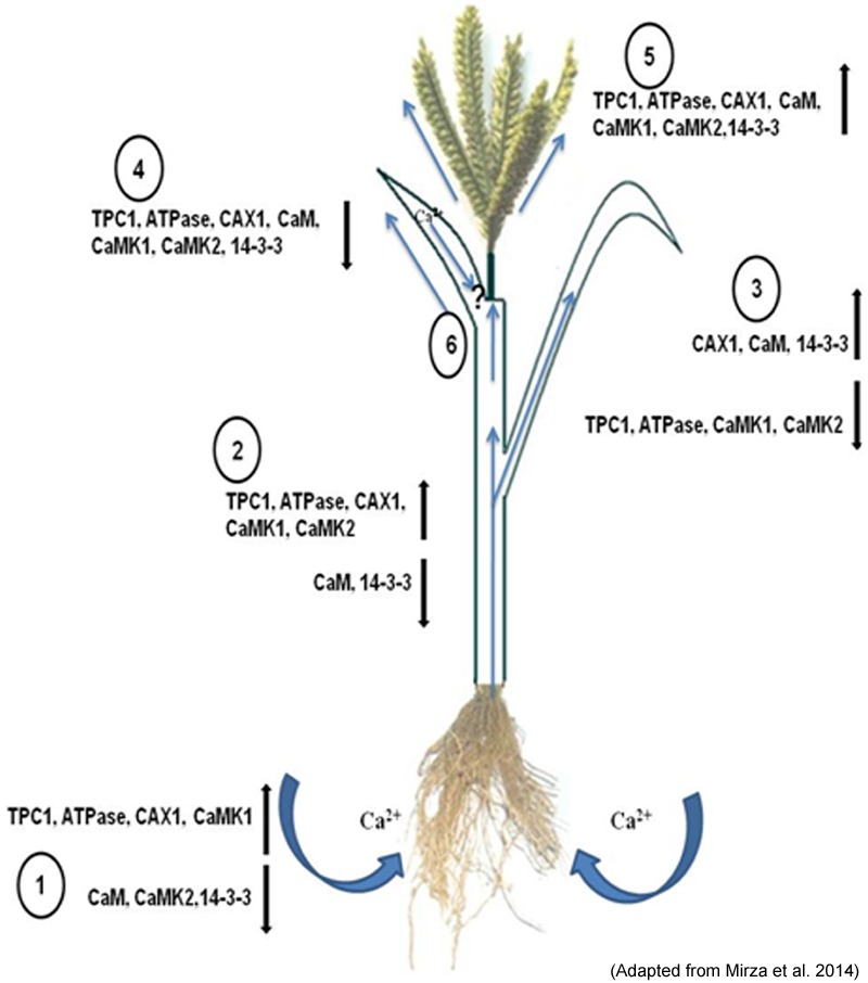 FIGURE 2