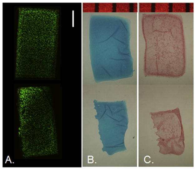 Fig. 7