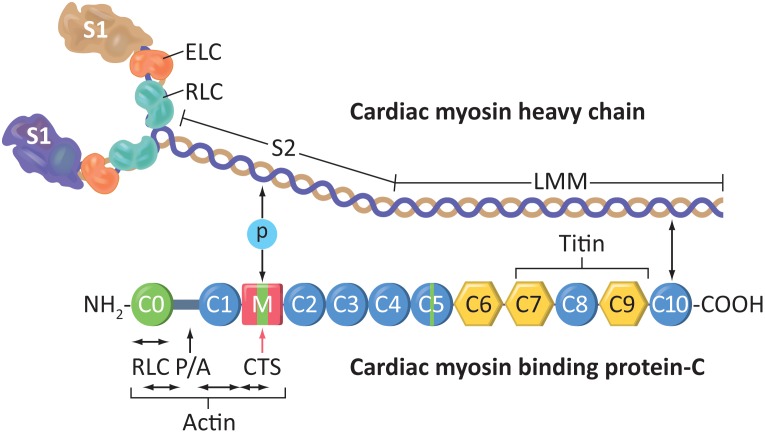 Fig 6