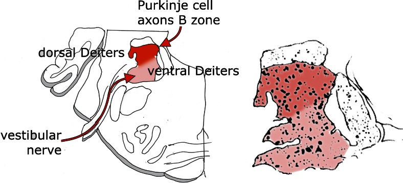 Fig. 10