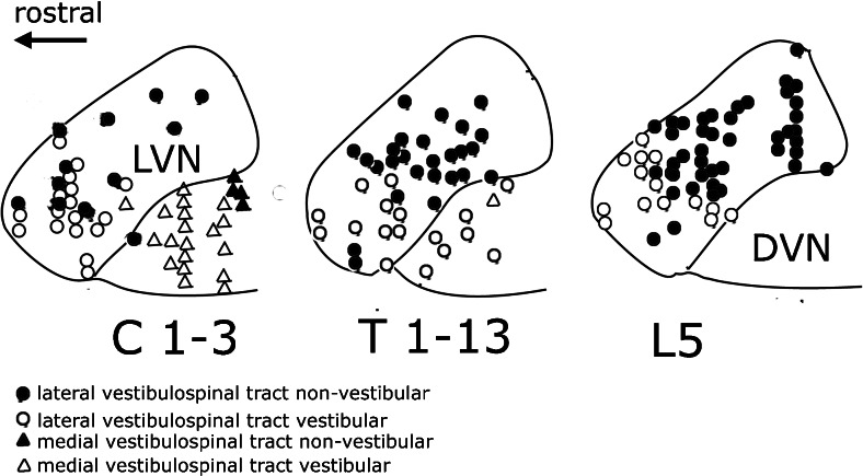 Fig. 17