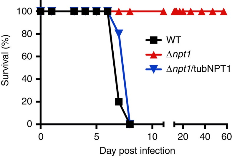 Figure 7